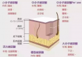 兔子耳朵实验证明 瘦脸除皱+玻尿酸除皱效果更持久